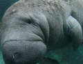   This Manatee followed us whole day while diving Crystal River Florida. He continually rolled get his belly scratched. Florida scratched  